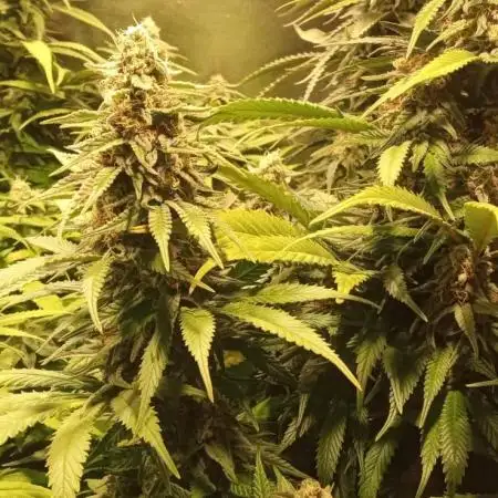 4 skunk #1