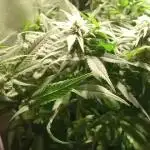 4 skunk #1