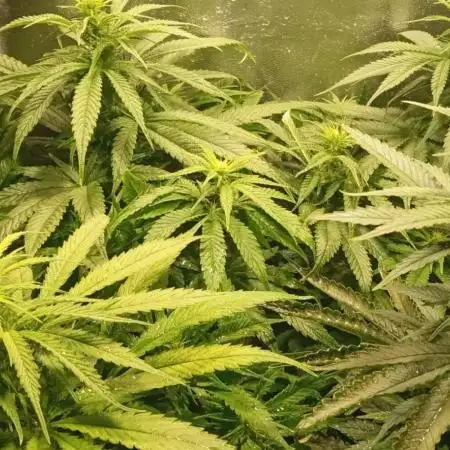 4 skunk #1