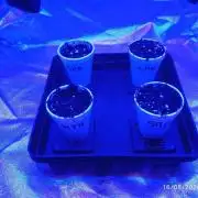 Choco Bang+Sour Diesel+Mai Tai