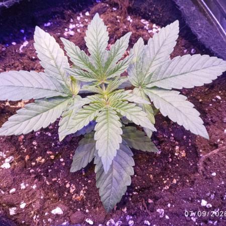 Choco Bang+Sour Diesel+Mai Tai