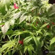 Choco Bang+Sour Diesel+Mai Tai