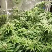 Choco Bang+Sour Diesel+Mai Tai