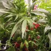 Choco Bang+Sour Diesel+Mai Tai