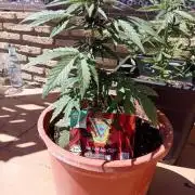 Red pure2