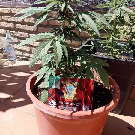 Red pure2
