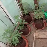 Outdoor Auto2026#3