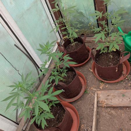 Outdoor Auto2026#3