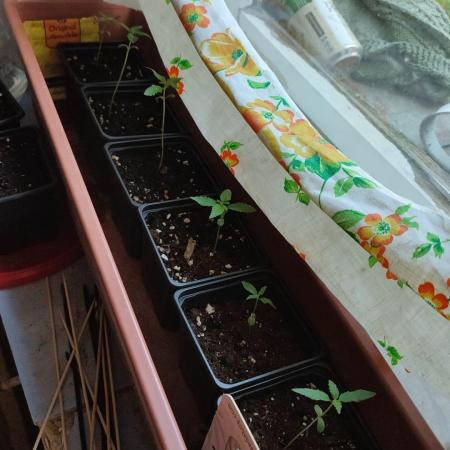 Outdoor Auto2026#3