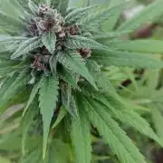 Outdoor Auto2026#3