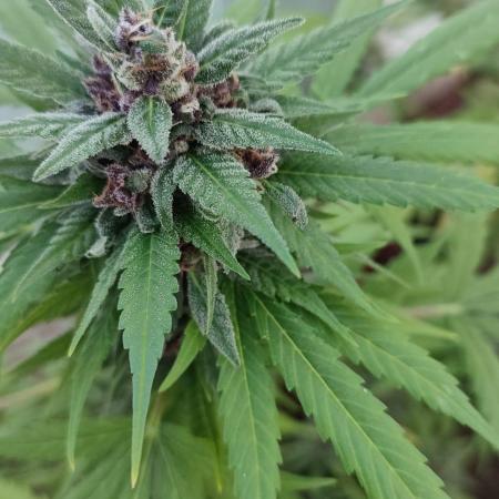 Outdoor Auto2026#3