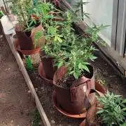 Outdoor Auto2026#3