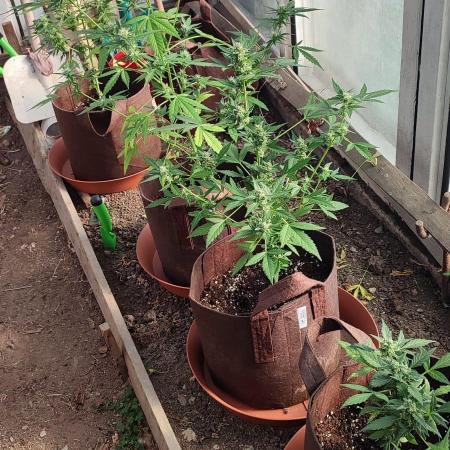 Outdoor Auto2026#3