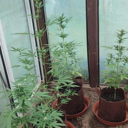 Outdoor Auto2026#3
