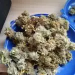 Critical Orange Punch fem. 2. 2019