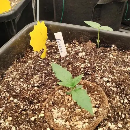 1st fast buds grow