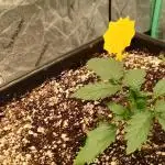 1st fast buds grow
