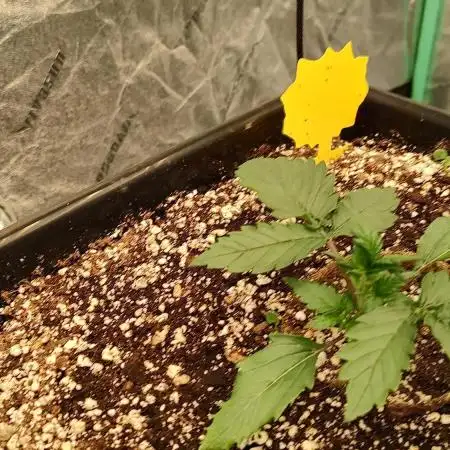 1st fast buds grow