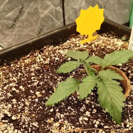 1st fast buds grow