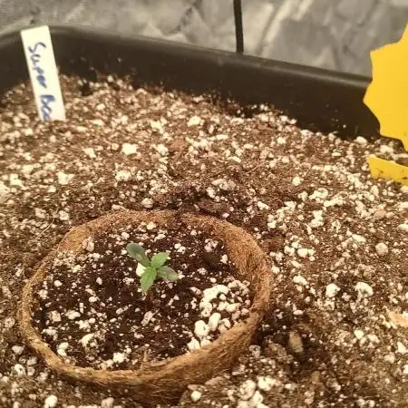 1st fast buds grow