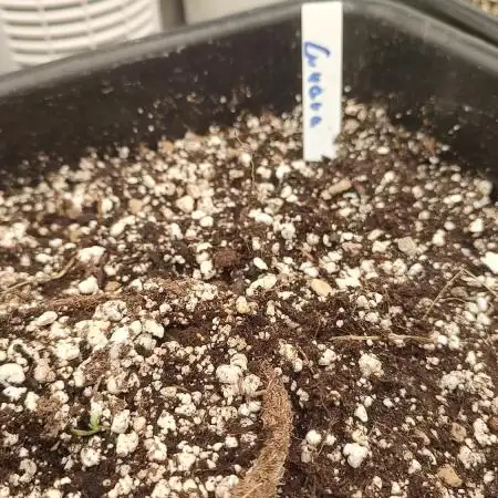 1st fast buds grow