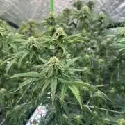 Bluzzi (Zkittlez x ZiZi) x Blucci Cut