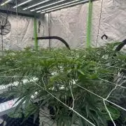 Bluzzi (Zkittlez x ZiZi) x Blucci Cut