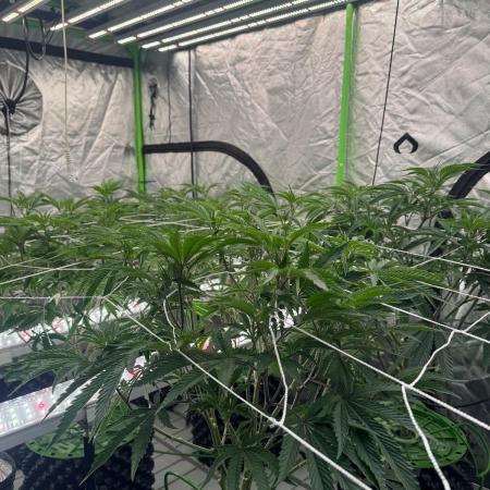 Bluzzi (Zkittlez x ZiZi) x Blucci Cut