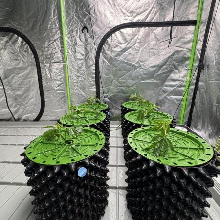 Bluzzi (Zkittlez x ZiZi) x Blucci Cut