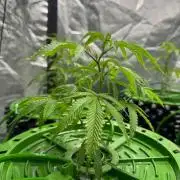 Bluzzi (Zkittlez x ZiZi) x Blucci Cut