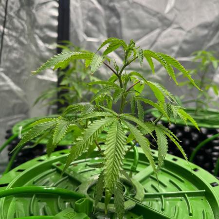 Bluzzi (Zkittlez x ZiZi) x Blucci Cut