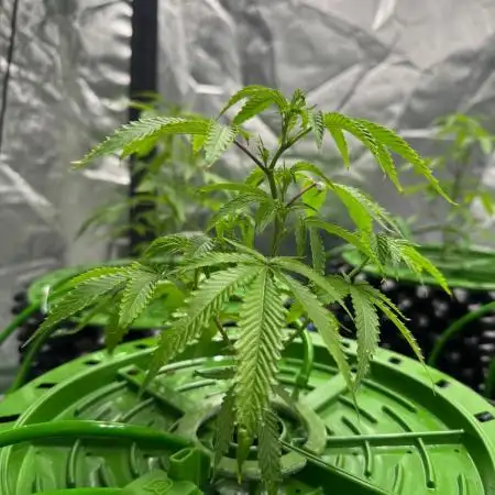 Bluzzi (Zkittlez x ZiZi) x Blucci Cut