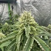 Bluzzi (Zkittlez x ZiZi) x Blucci Cut