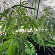 Bluzzi (Zkittlez x ZiZi) x Blucci Cut