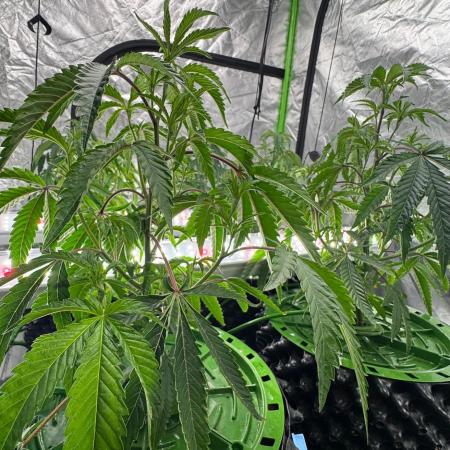 Bluzzi (Zkittlez x ZiZi) x Blucci Cut