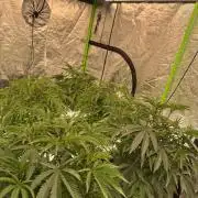 Bluzzi (Zkittlez x ZiZi) x Blucci Cut