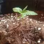 My First Grow - Royal Bluematic RQS