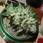 Double Dream & AJ Sour Diesel