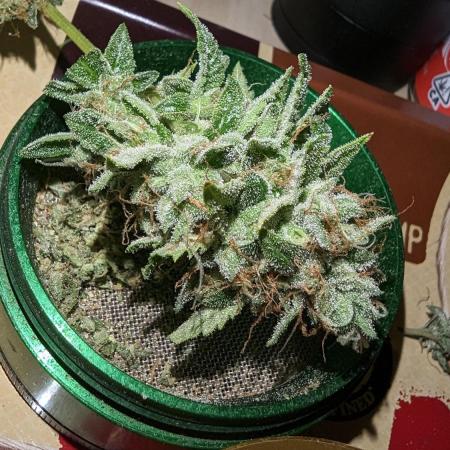 Double Dream & AJ Sour Diesel
