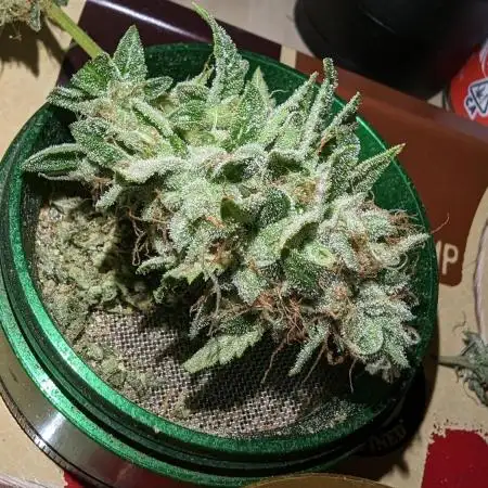 Double Dream & AJ Sour Diesel