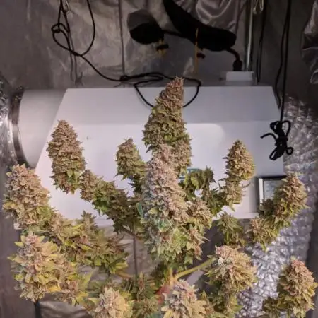 BlackBerryFire/SunsetSherbert/SPK/BBMuff