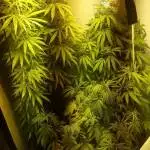 Gorilla Zkittelz - By Barney's Farm