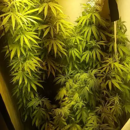 Gorilla Zkittelz - By Barney's Farm