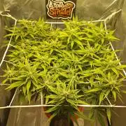 🍏🍎Apple Strudel Auto🍎🍏