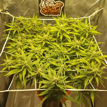 🍏🍎Apple Strudel Auto🍎🍏