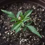 2nd Sweet Pure CBD