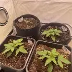 Gelato & Lemon Mandarin Kitchen Grow
