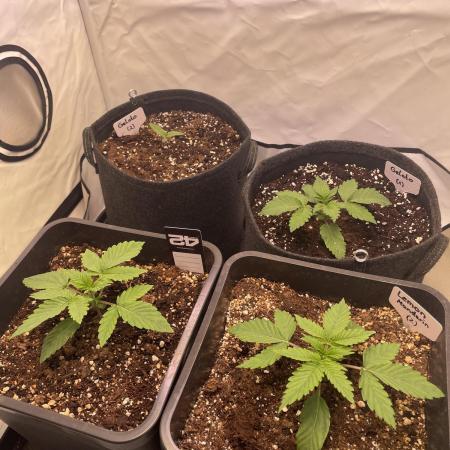 Gelato & Lemon Mandarin Kitchen Grow