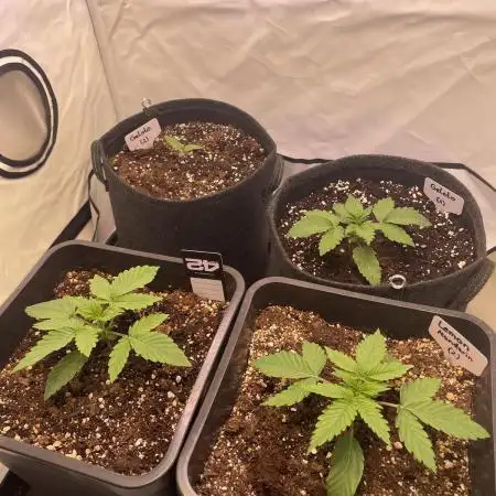 Gelato & Lemon Mandarin Kitchen Grow