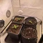 Gelato & Lemon Mandarin Kitchen Grow